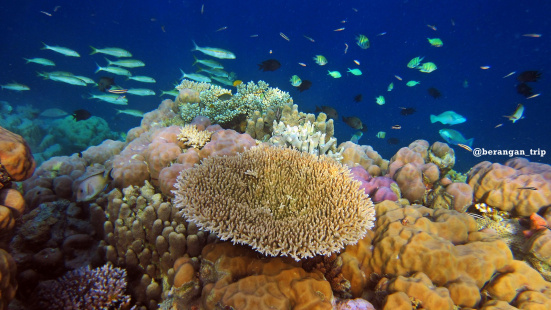 Pemandangan bawah laut Takabonerate dengan karang dan ikan-ikannya | Foto: berangan.com