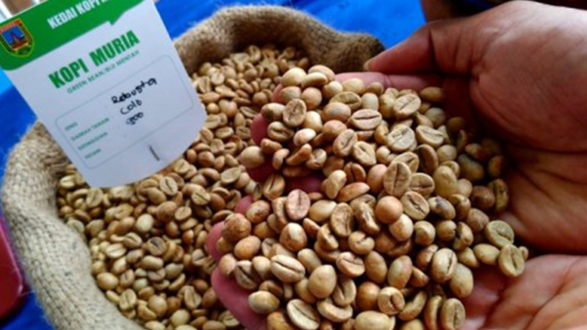 Potret kopi Muria jenis robusta | Foto: Agro Jowo