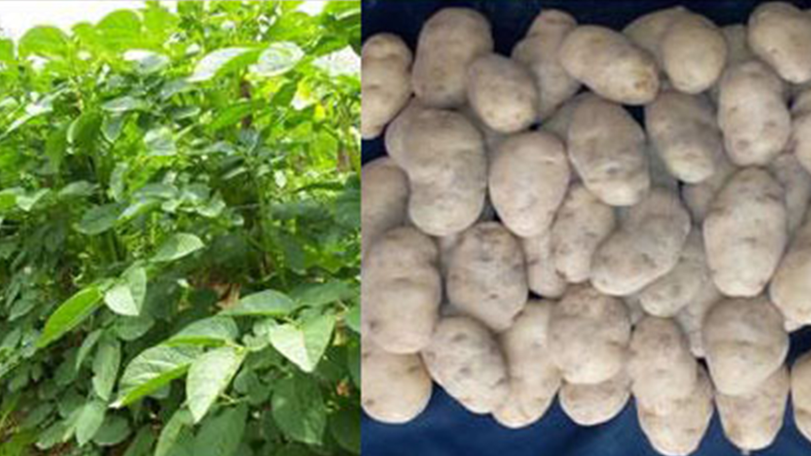 Gambar daun dan kentang Sangkuriang Agrihorti | Foto: litbang.pertanian.go.id