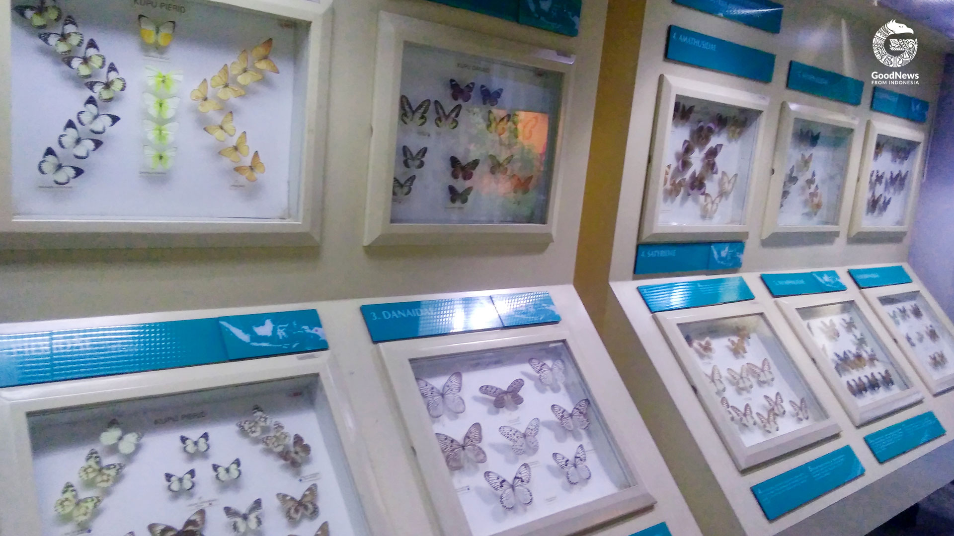 Koleksi kupu-kupu Dunia Serangga TMII | Foto: Dessy Astuti/GNFI
