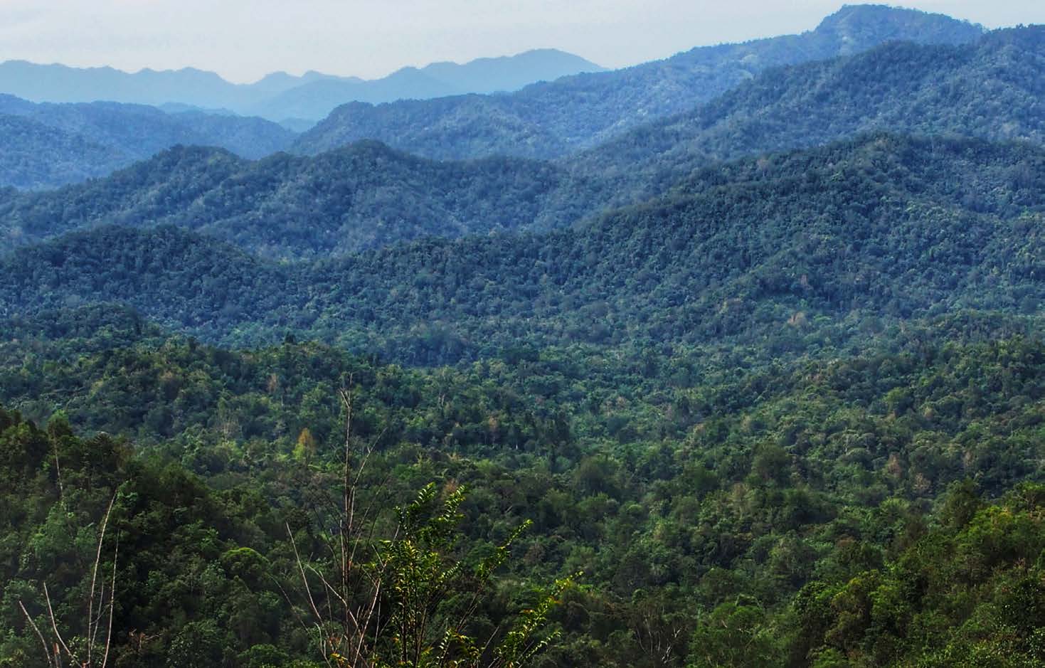 Hutan di Riau | Foto: riau-hijau.com