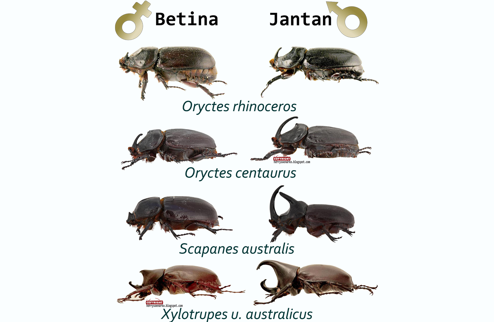Jenis kumbang yang biasa ditemui di kelapa sawit | Foto: herrysoenarko.com