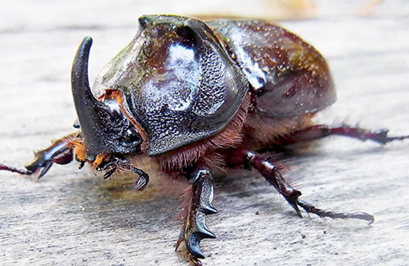 Kumbang tanduk tersebar di Asia Tenggara | Foto: Wikimedia commons