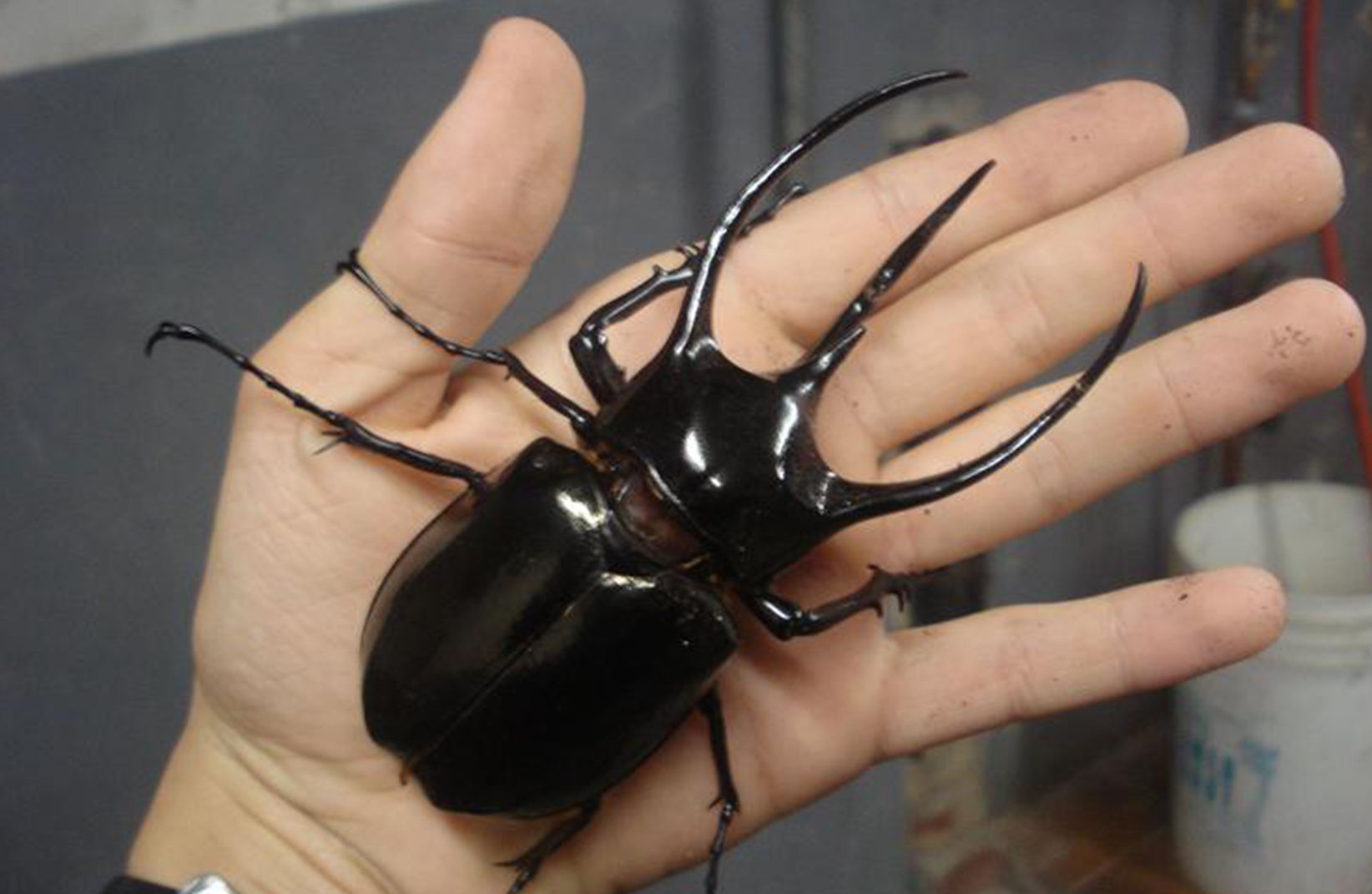 Kumbang tanduk sebagai kumbang terbesar di dunia | Foto: wikipedia.org