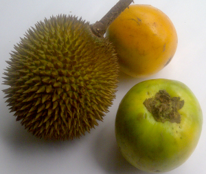 (Durian Terong/aamjack.files.wordpress.com)
