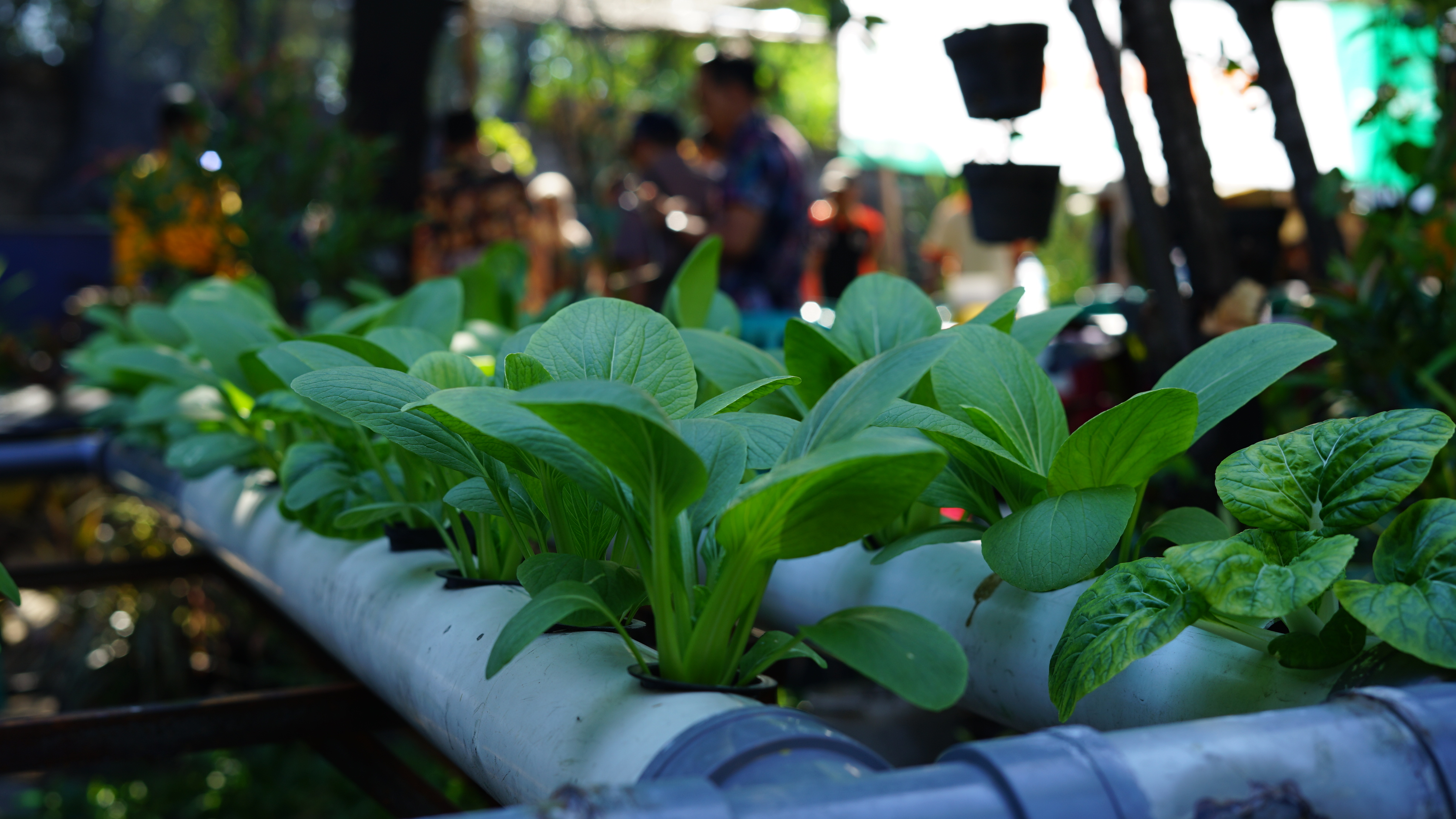 Sayuran hidroponik yang ada di green house Pulosari, siap dipanen