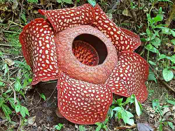 Padma Raksasa (Rafflesia arnoldii)