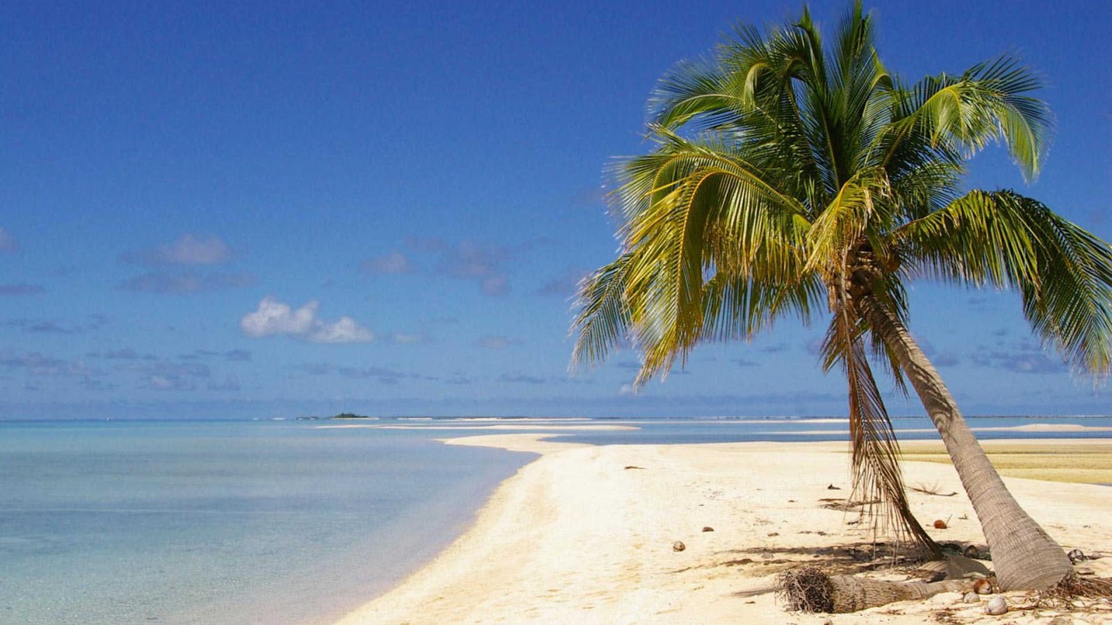 kelapa yang biasanya tumbuh di pesisir pantai | Sumber: buahaz.com