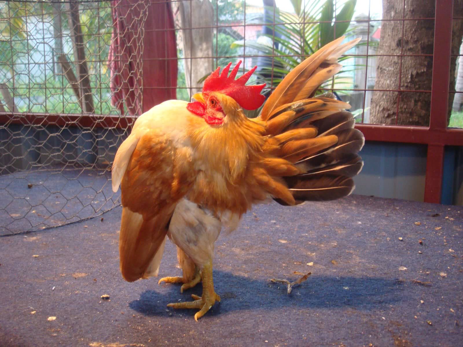 Kate, Ayam Hias Asal Indonesia