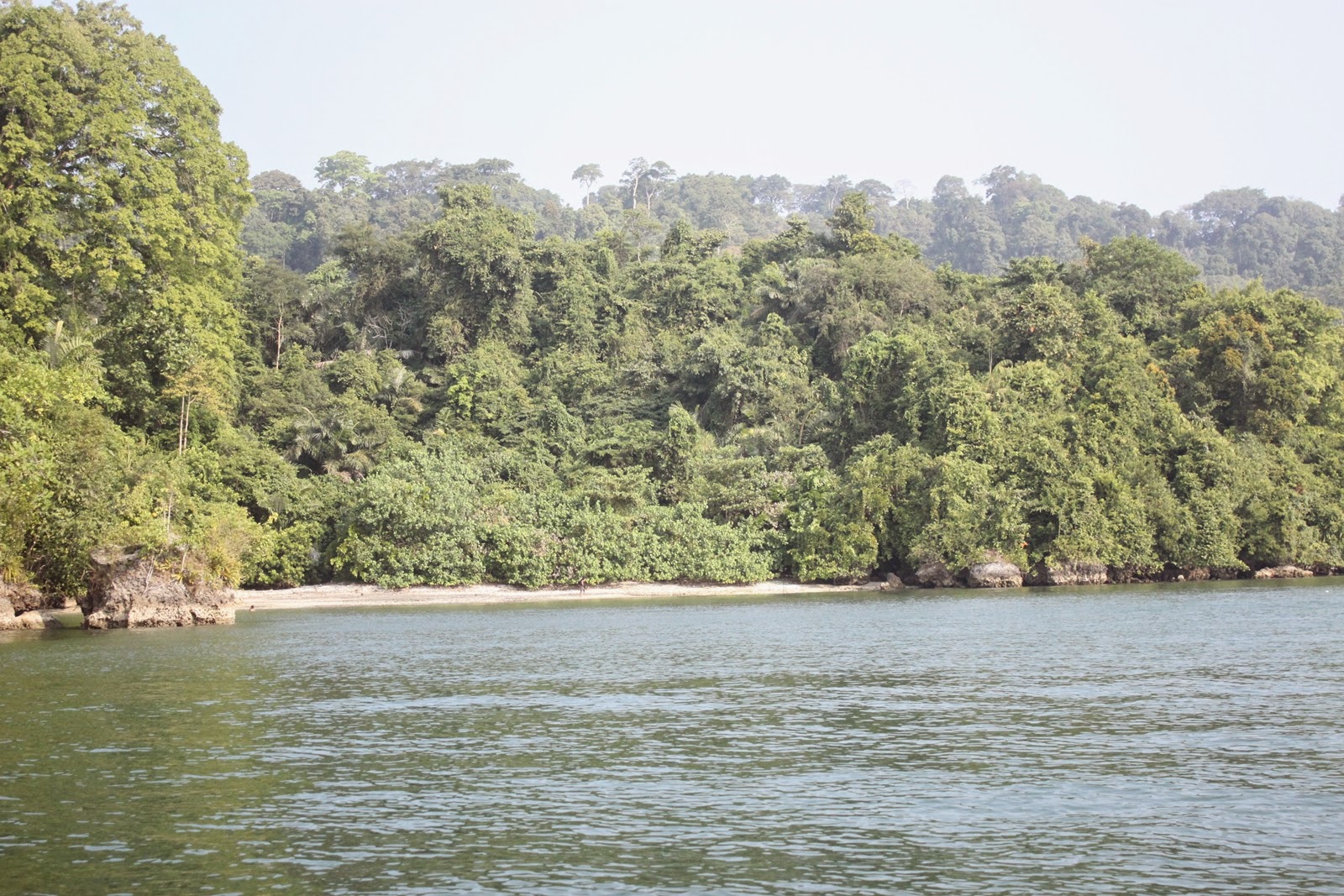 Hutan belantara yang menutupi Pulau Nusakambangan