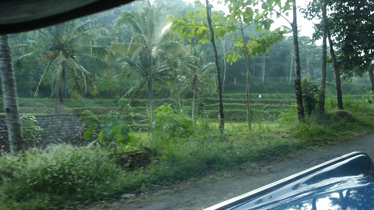 Hijaunya perjalanan menuju Kebun Buah Mangunan (Foto: Bagus DR/GNFI)