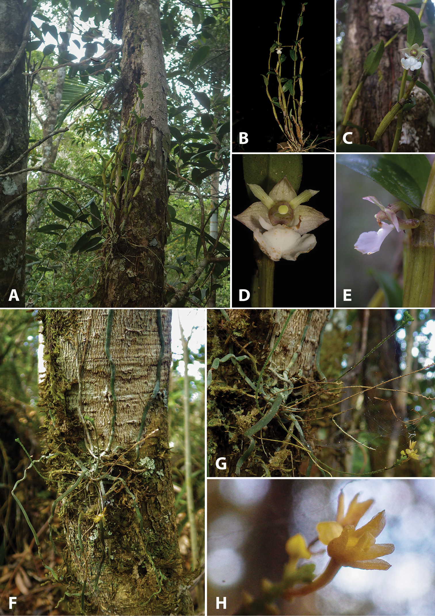 Gambar 2. Kondisi habitat dan spesimen Dendrobium taeniocaule (A-E) dan Taeniophyllum pyriforme (F-H).