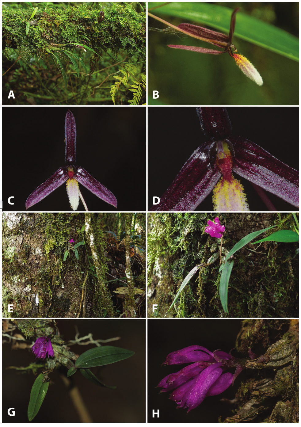 Gambar 1. Kondisi habitat dan spesimen Bulbophyllum leucoglossum (A-D) dan Dendrobium centrosepalum (E-H).