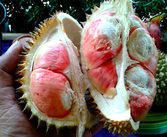 Daging buah durian merah (via pegipegi.com)