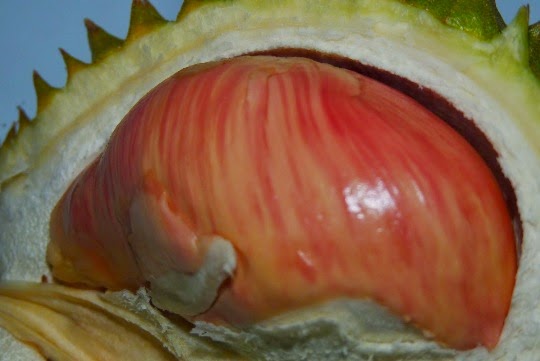 Ada 62 varian durian merah asli Banyuwangi (via blogger)