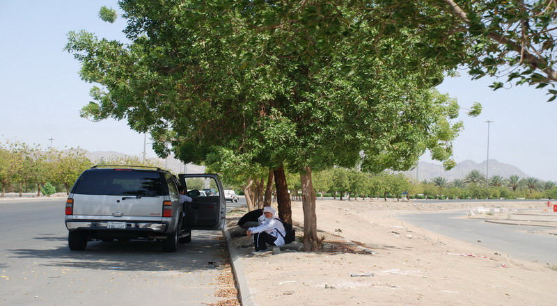 Pohon Soekarno di Arafah