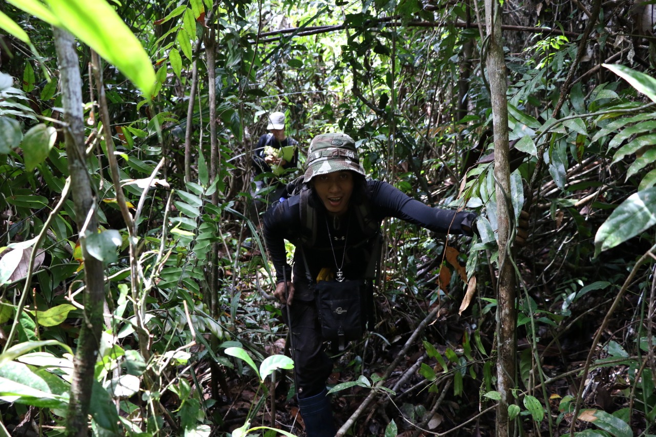 Tim ekspedisi sedang menembus hutan untuk dapat menjangkau lokasi tanah bergambut di TNTP
