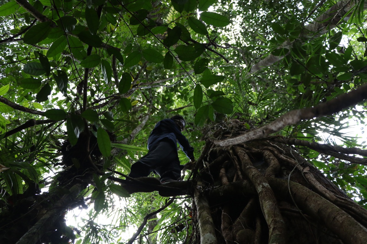 salah satu ranger di TN Tanjung Puting tengah membantu tim mengukur besar pohon ulin di Kawasan Resort Pesalat