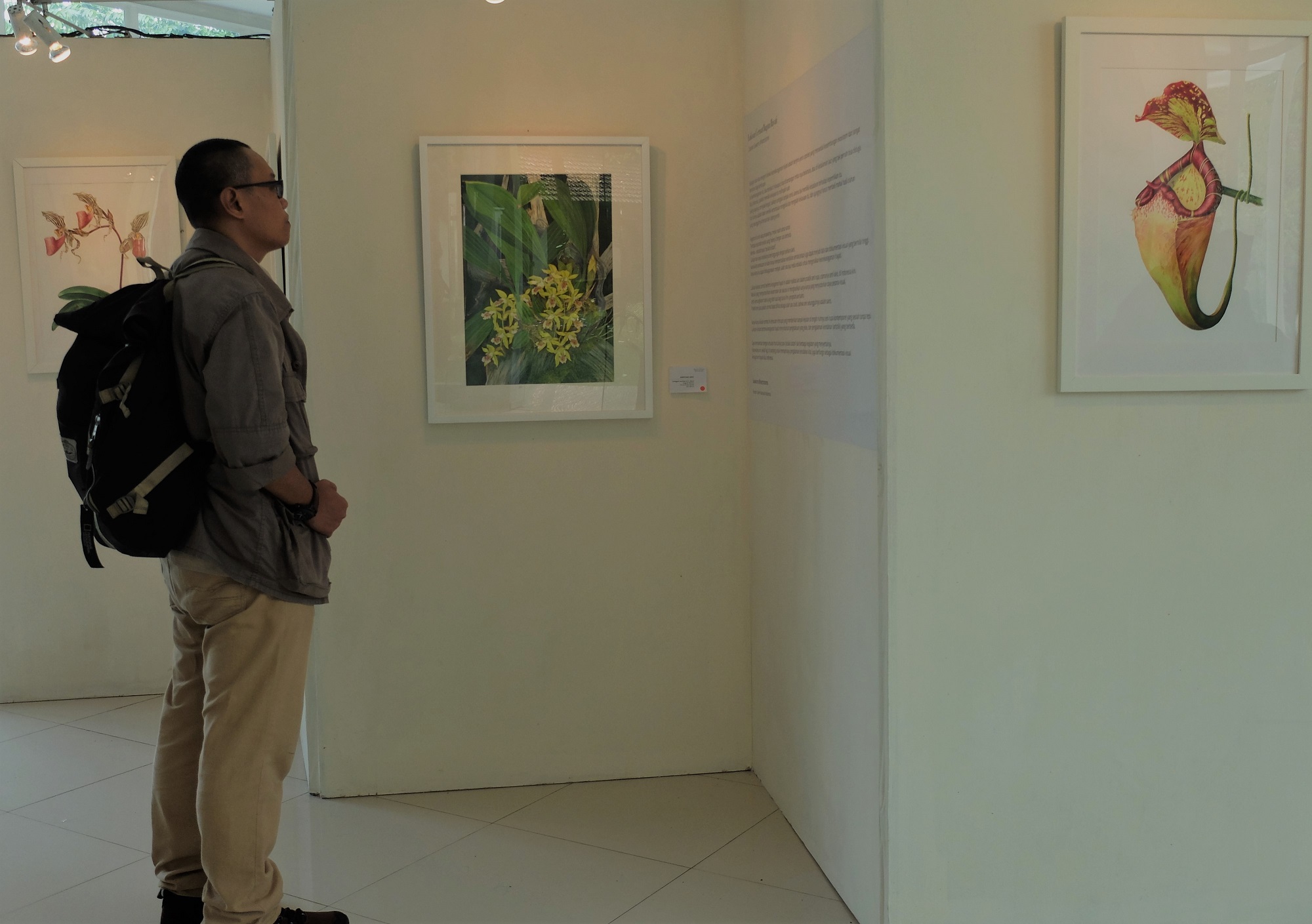 Pengunjung mengamati lukisan botani yang dipamerkan di Gedung Samida, Kebun Raya Bogor (20/05/2018)