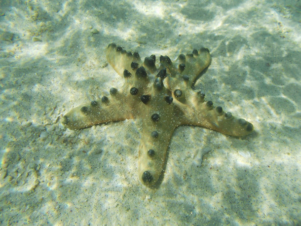 Bintang laut banyak ditemui di sekitar pantai