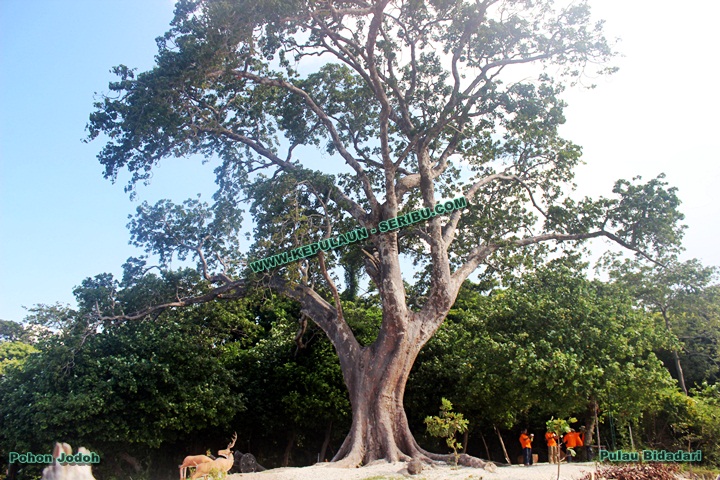 Pohon Jodoh Sebuah Mitos Di Pulau Bidadari