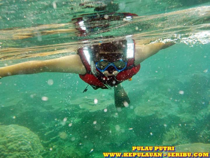 Snorkeling Di Pulau Putri Resort Wisata Pulau Seribu Jakarta