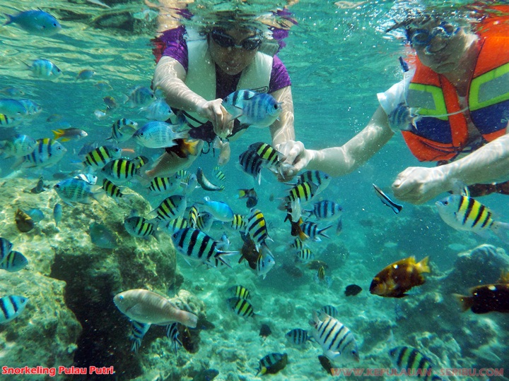 Snorkeling wisata di Pula Putri Resort Kepulauan Seribu