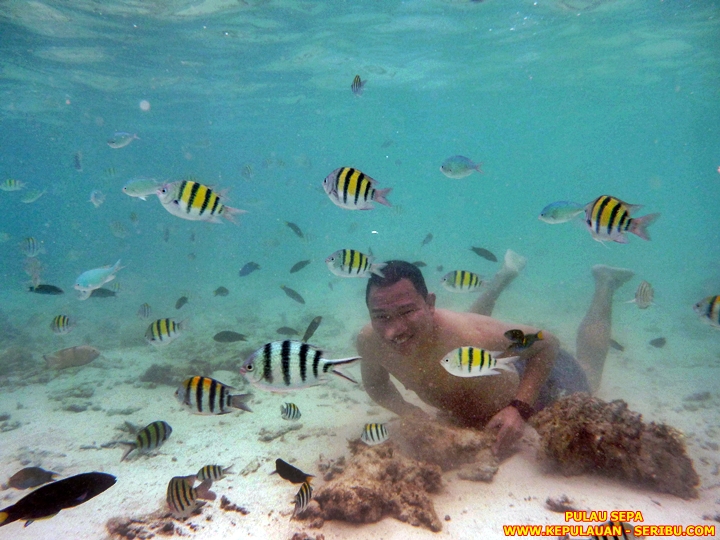 Snorkeling Di Pulau Sepa Resort Wisata Pulau Seribu