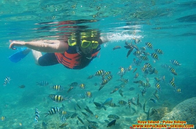 Snorkeling Di Pulau Royal Wisata Pulau Seribu