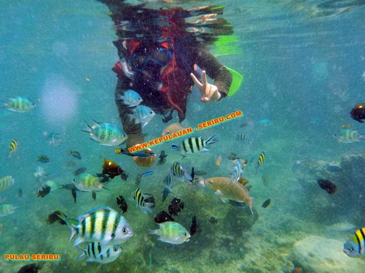 Snorkeling Di Pulau Seribu
