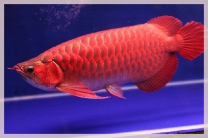 Ikan Siluk Merah (© biodiversitywarriors)