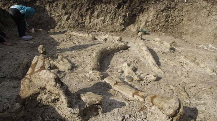Fosil Stegodon yang ditemukan di Banjarejo (© Tribun Jogja)
