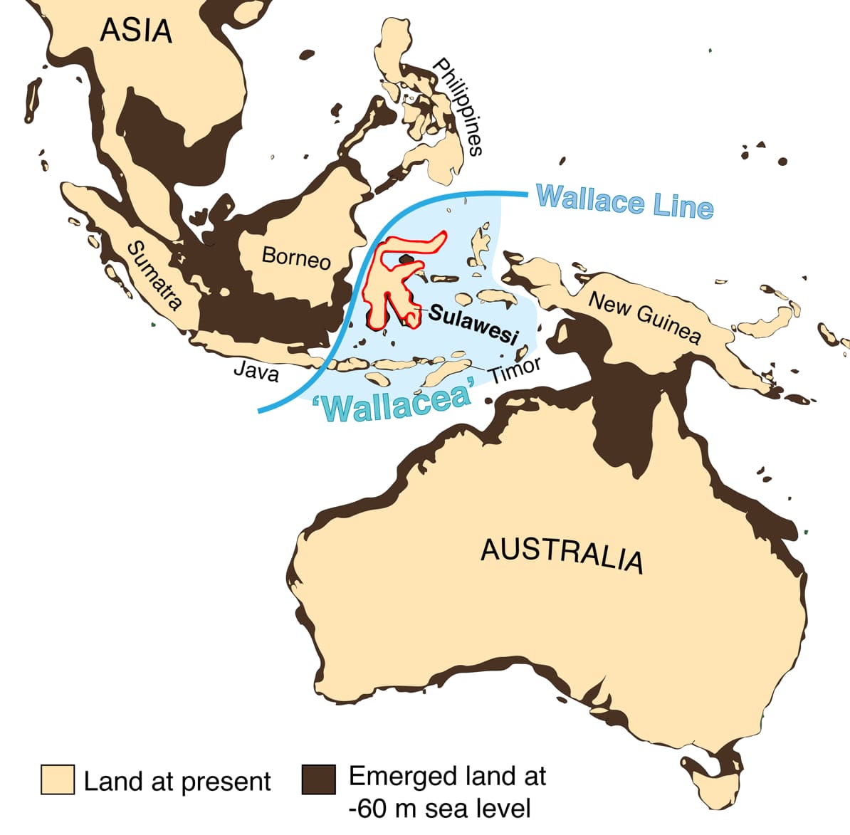 Peta wilayah Nusantara dan kawasan Wallacea. Kawasan ini dibatasi oleh garis Wallace dan garis Weber © 