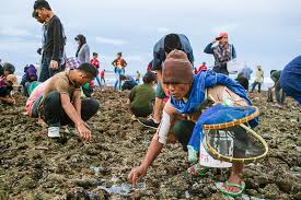 Bau Nyale merupakan tradisi mencari cacing laut di tepi pantai (foto: topindonesiaholidays.com)