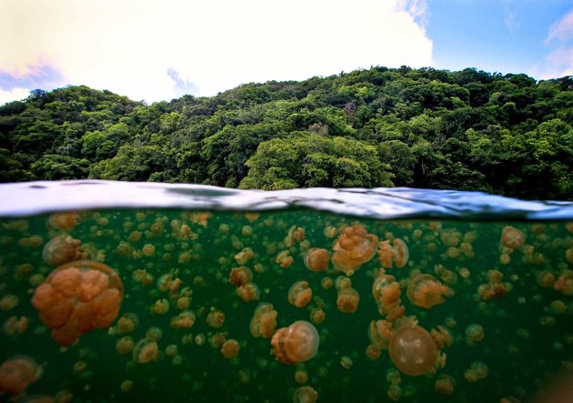 Ubur-ubur yang ada di danau di Pulau Kakaban