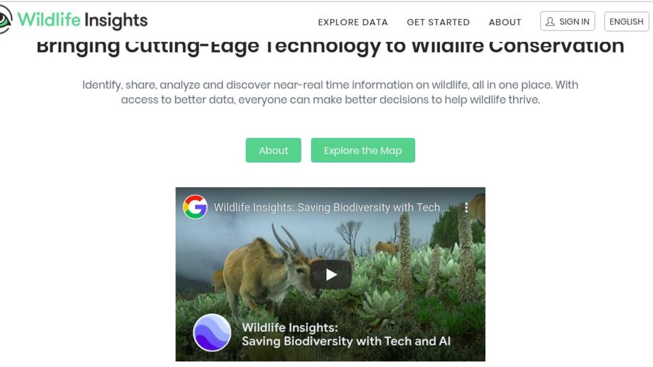 Tampilan Web Wildlife Insights | Foto: portal-teknologi.com