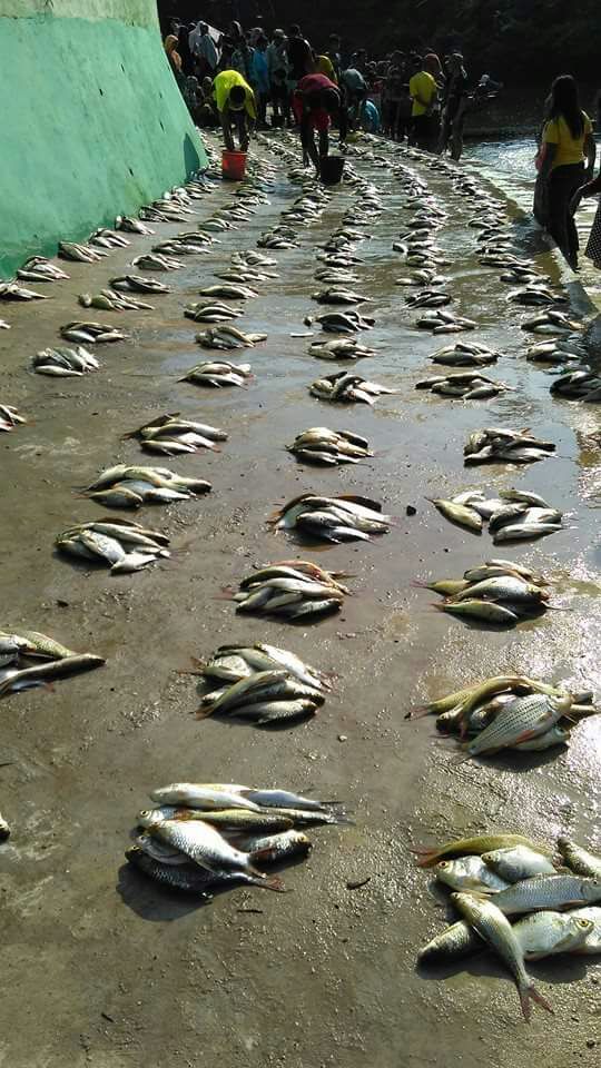 Pelelangan Ikan Hasil Tangkapan. Foto : Erwin dan Dodi Rasyid