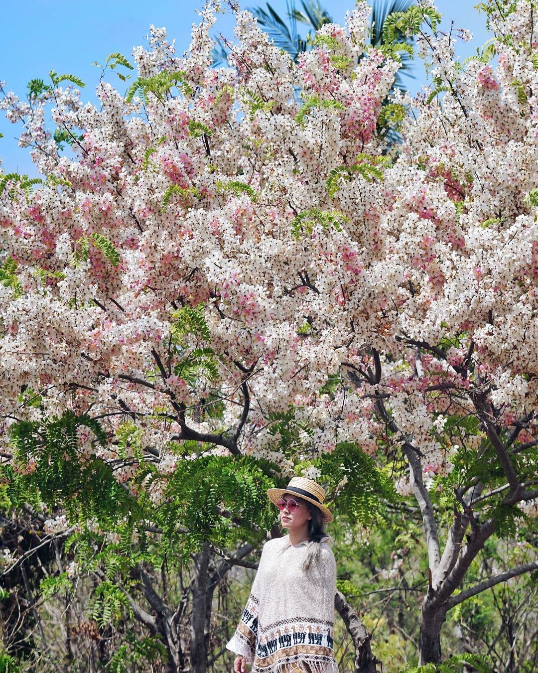 Sakura di Sumba. Eksotis (instagram.com/marischkaprudence)