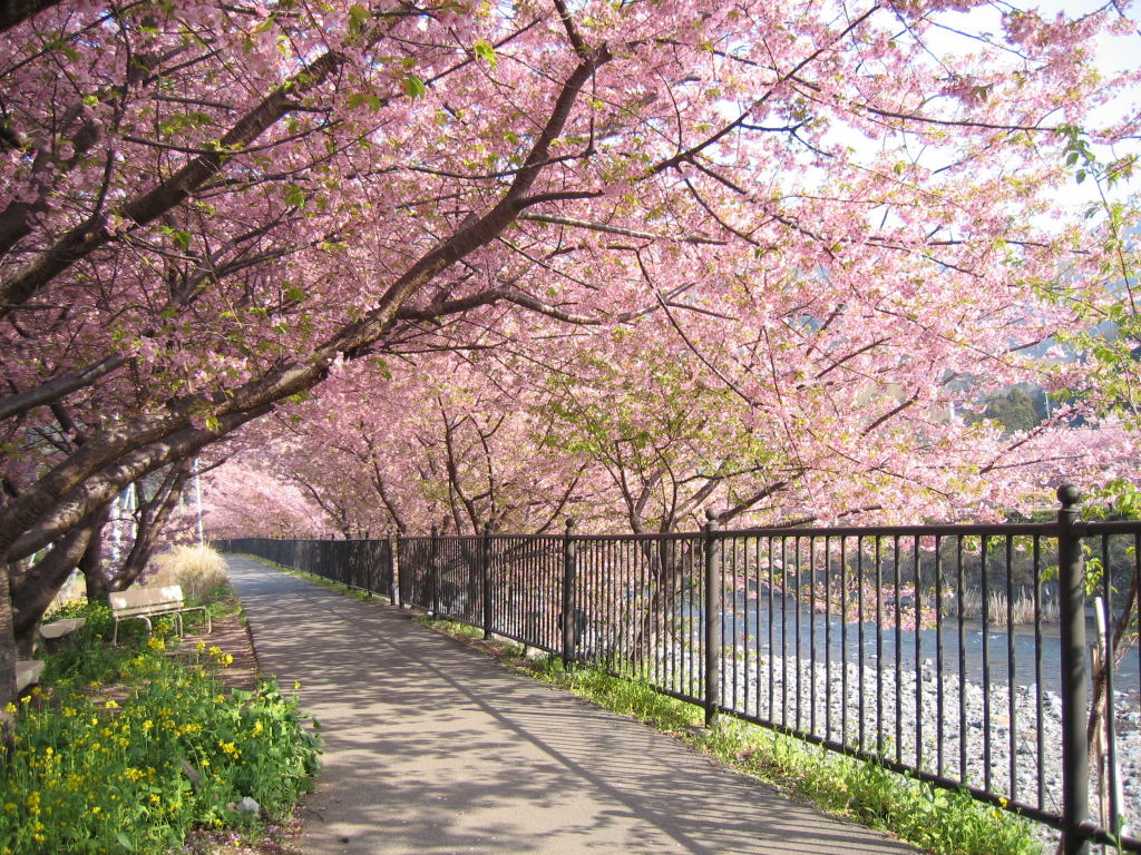 Unduh 47 Background Bunga Sakura Jepang Paling Keren