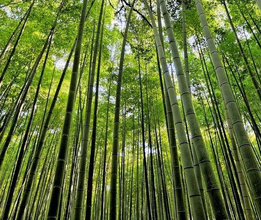 Bambu, bisa tumbuh di mana saja (sumber : j-cool.com)