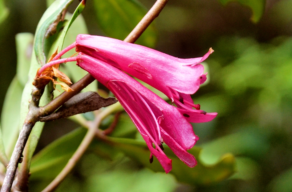 Bunga Rhododendron celebicum, salah satu pesona alam di Tabang | Foto: WA Mustaqim