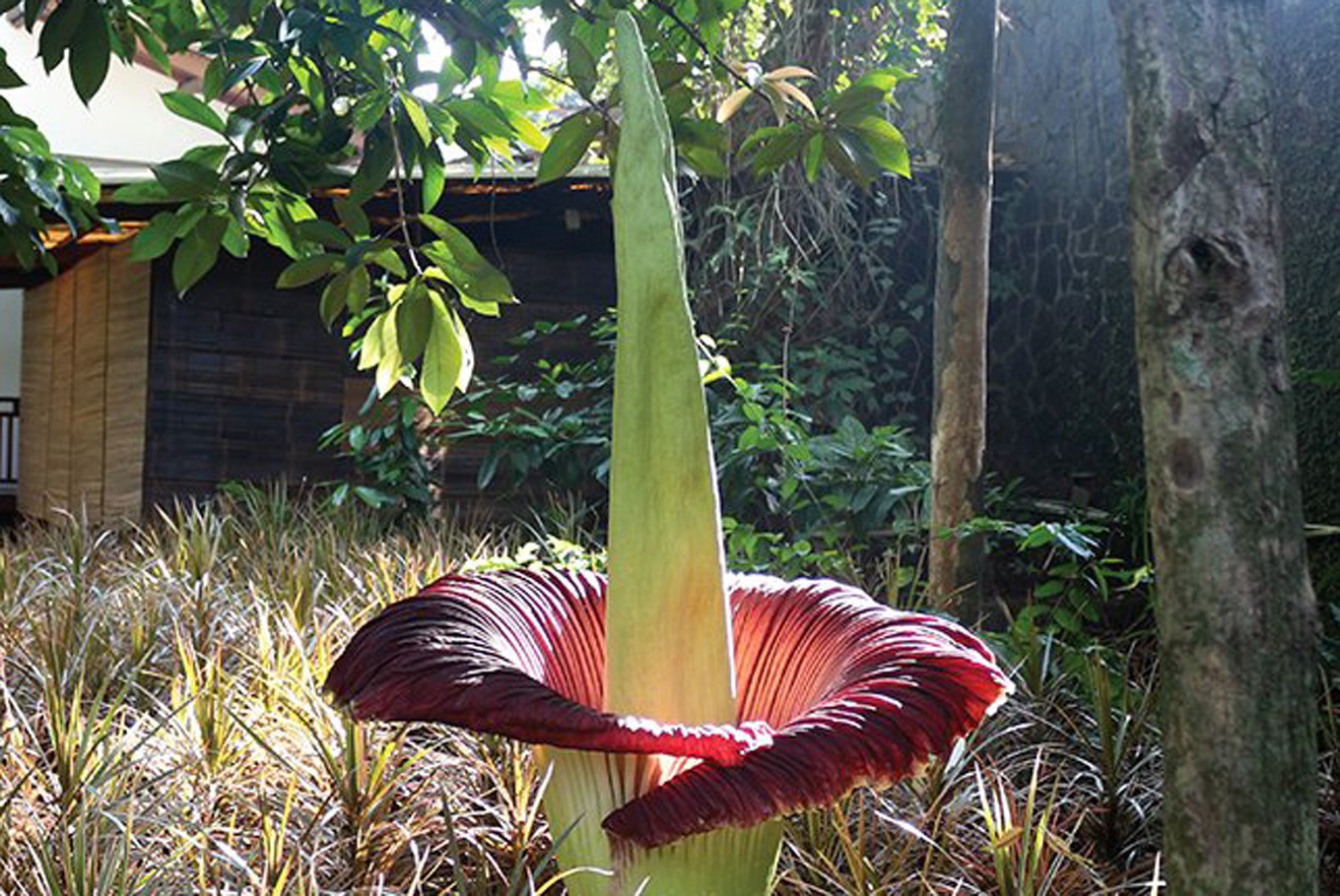 Titan Arum adalah bunga bangkai yang sebenarnya. Bunga yang memiliki tonggol menjulang tinggi ini merupakan bunga tertinggi di dunia. | Sumber GoodNews from Indonesia