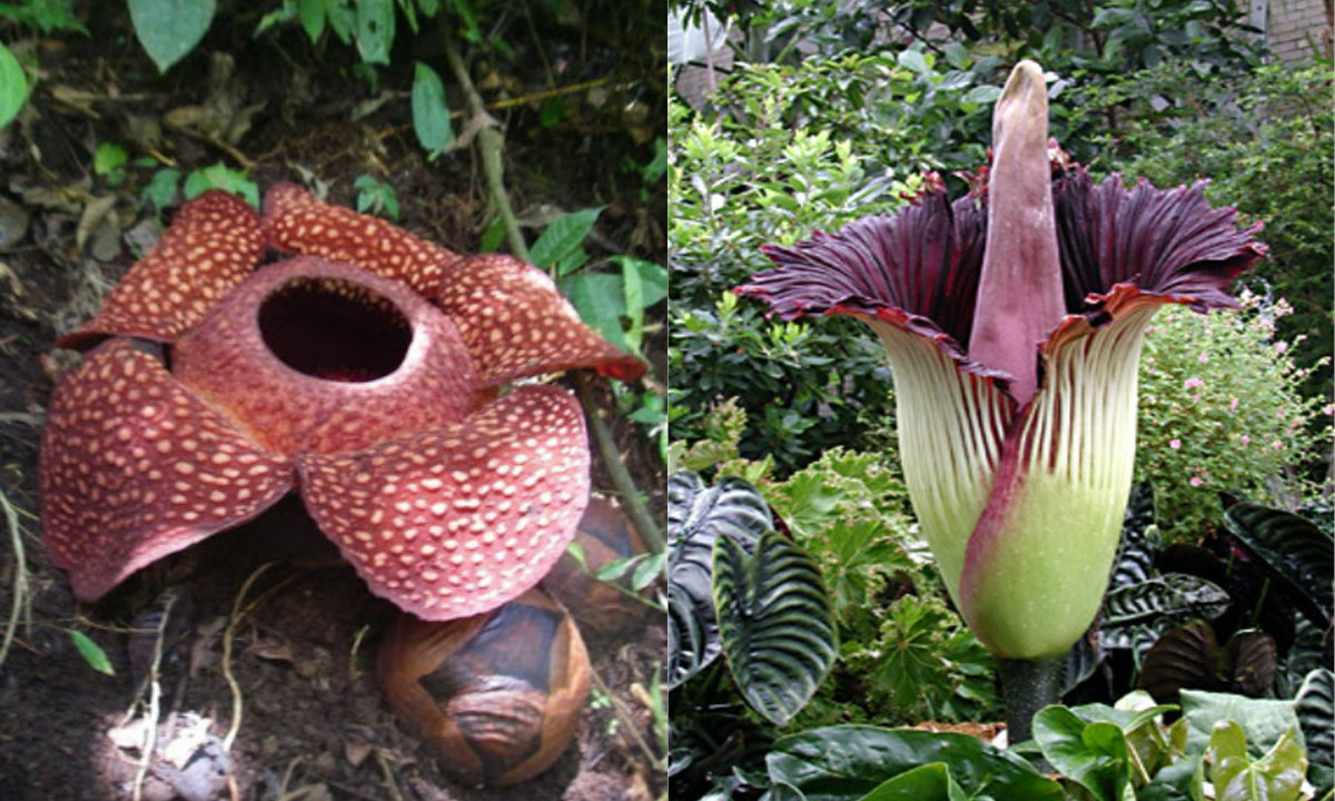 Rafflesia Arnoldii (kiri) dan Amorphophallus Titanum/Bunga Bangkai (kanan) | Sumber Teen.co.id