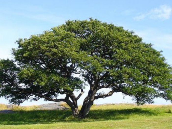 Pohon Kalpataru | Foto : Indozone