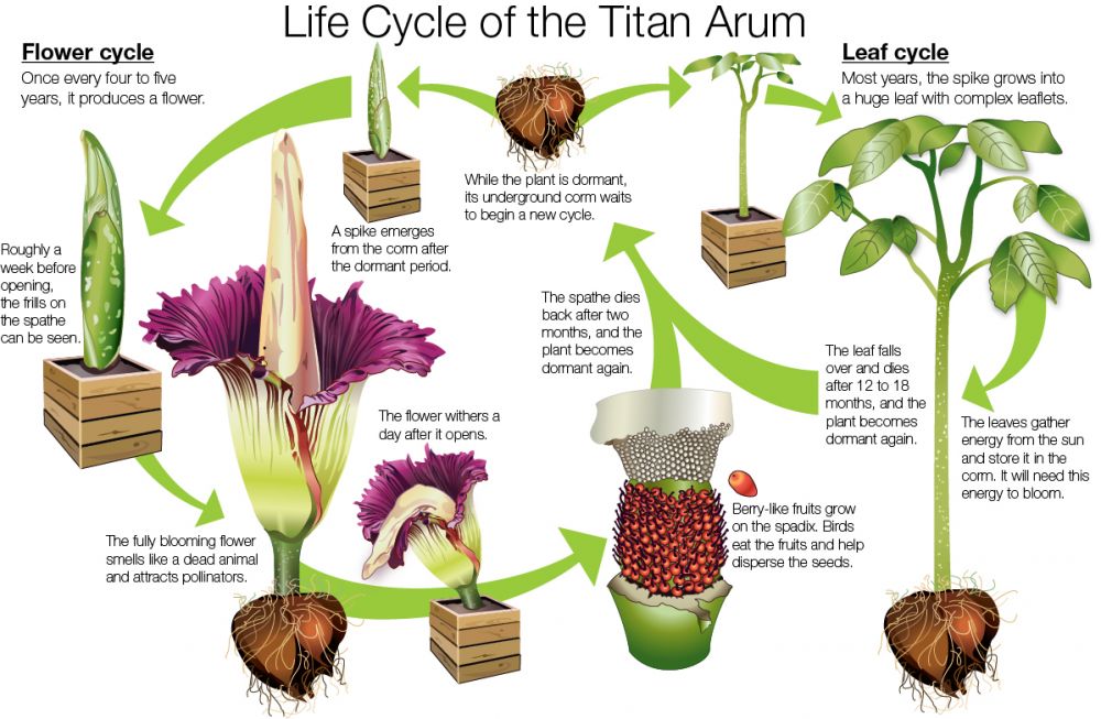 Siklus Hidup Titan Arum |Sumber idn.times