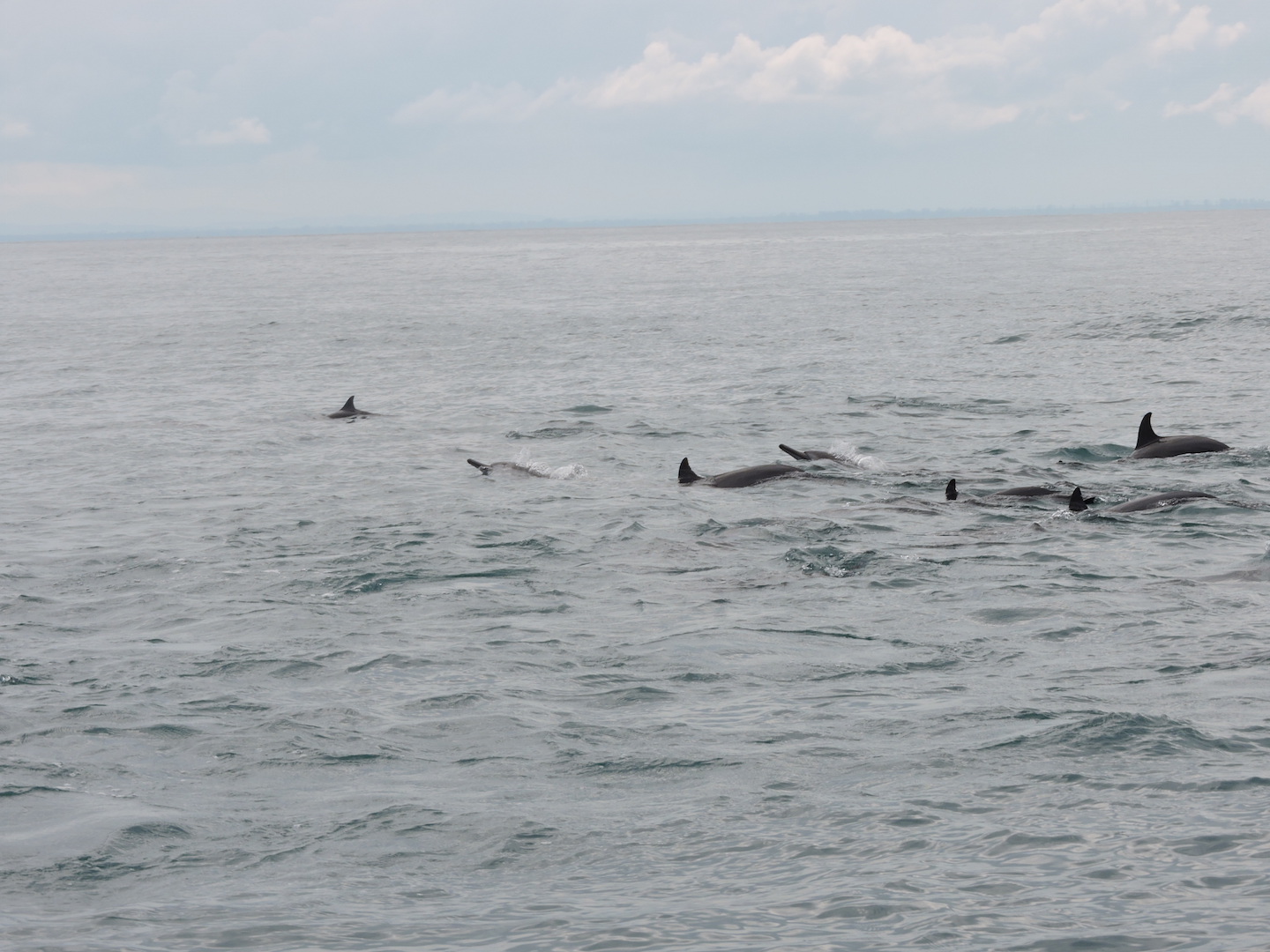 Di titik wisata lumba-lumba wisatawan dapat melihat gerombolan lumba-lumba biasanya muncul saat pagi dan siang hari | Sumber mongabay