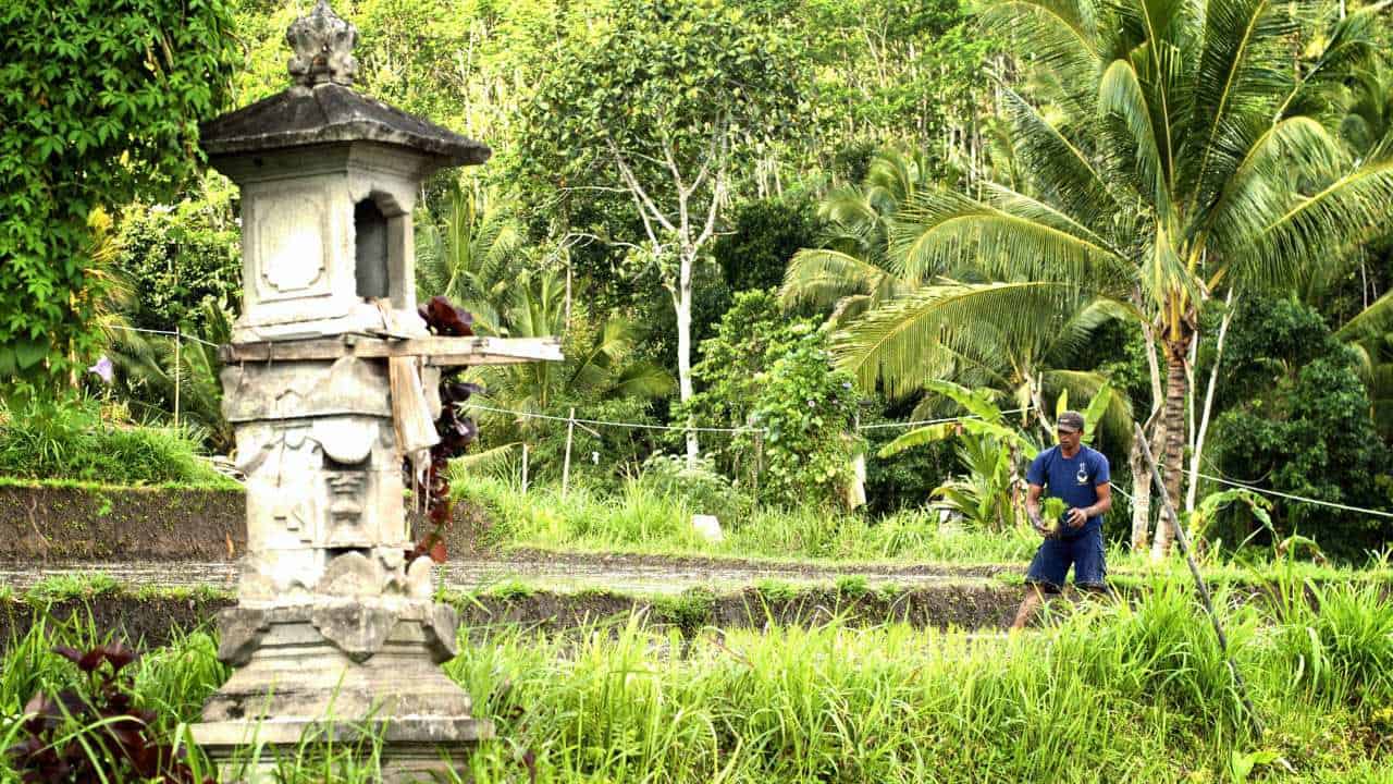 Di beberapa tempat lahan yang menjadi wilayah perairan Subak, terdapat Pura yang digunakan untuk memuja Dewi Sri atau Dewi Kesuburan. | Foto : Volunteer Programs Bali