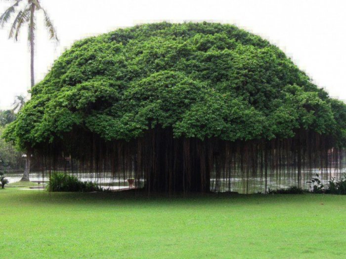 Pohon beringin dianggap sebagai tempat hunian Genderuwo. | Foto : Indozone