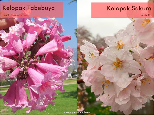 Perbedaan bunga Tabebuya dengan bunga Sakura. | Foto : https://www.anggitaramani.com