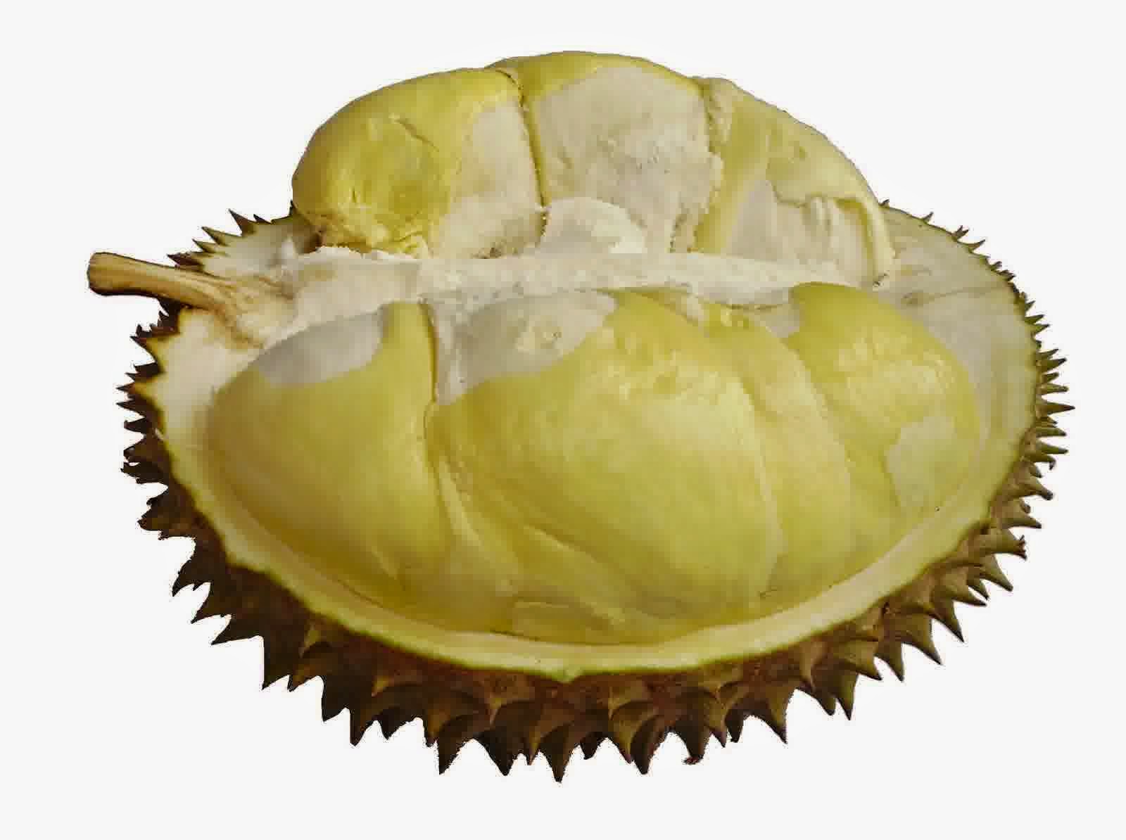 Durian Montong (Monthong) | Foto : PegiPegi